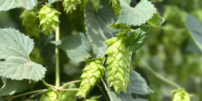 houblons mckenzie mackenzie cone conditionné en pellet T90